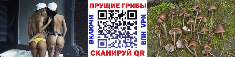 Псилоцибиновые грибы Psilocybe  Купить  Жигулёвск 
